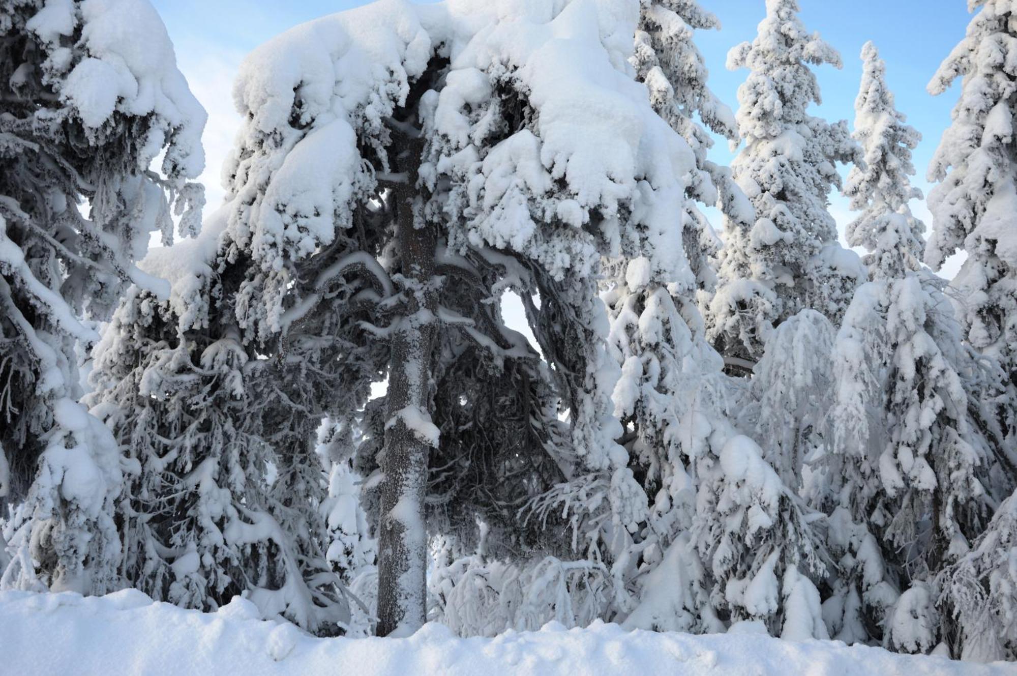12 - Fulufjellets Nasjonalparker - Natur-, Dyre- Og Fugleopplevelser Ljordal Luaran gambar