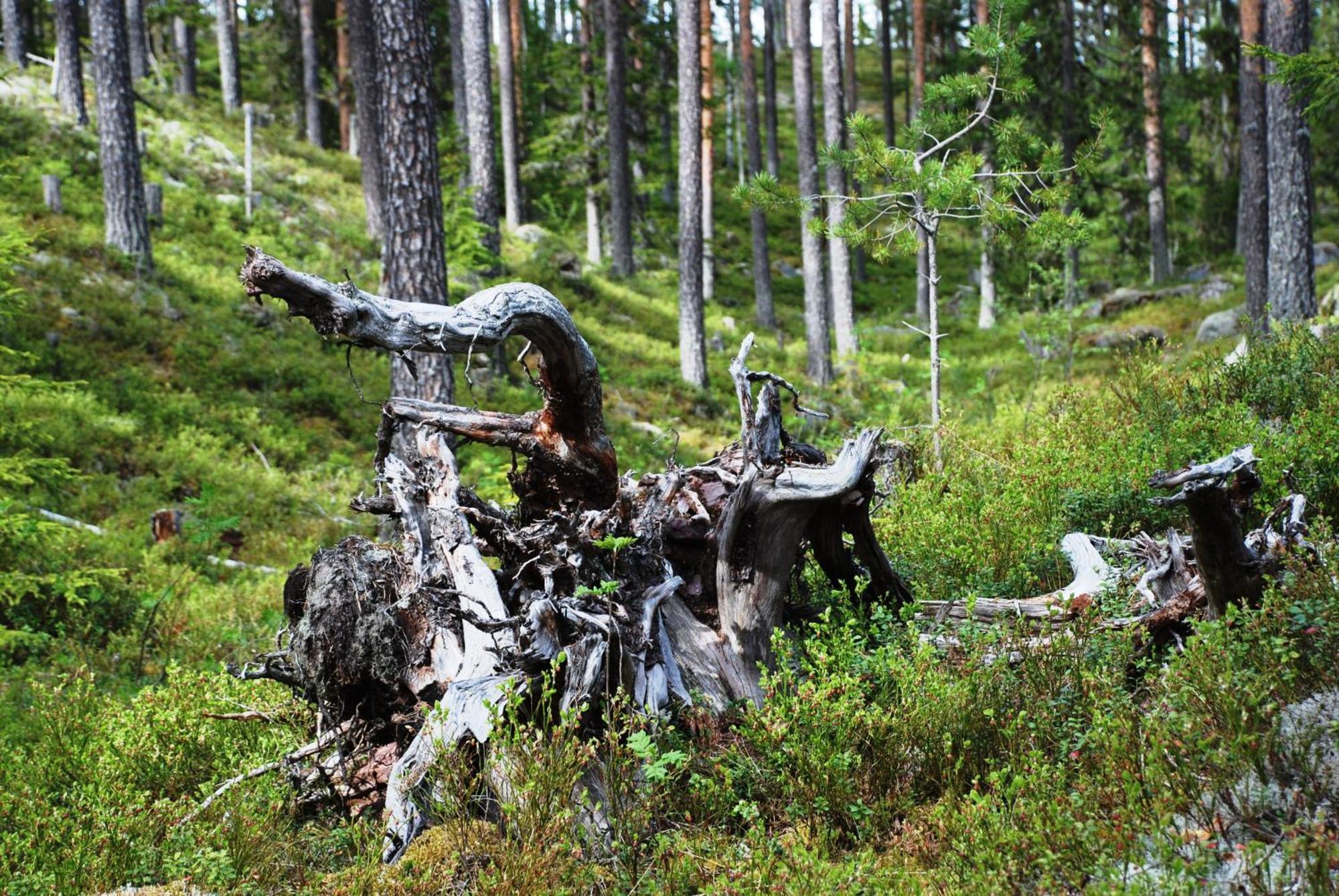 12 - Fulufjellets Nasjonalparker - Natur-, Dyre- Og Fugleopplevelser Ljordal Luaran gambar