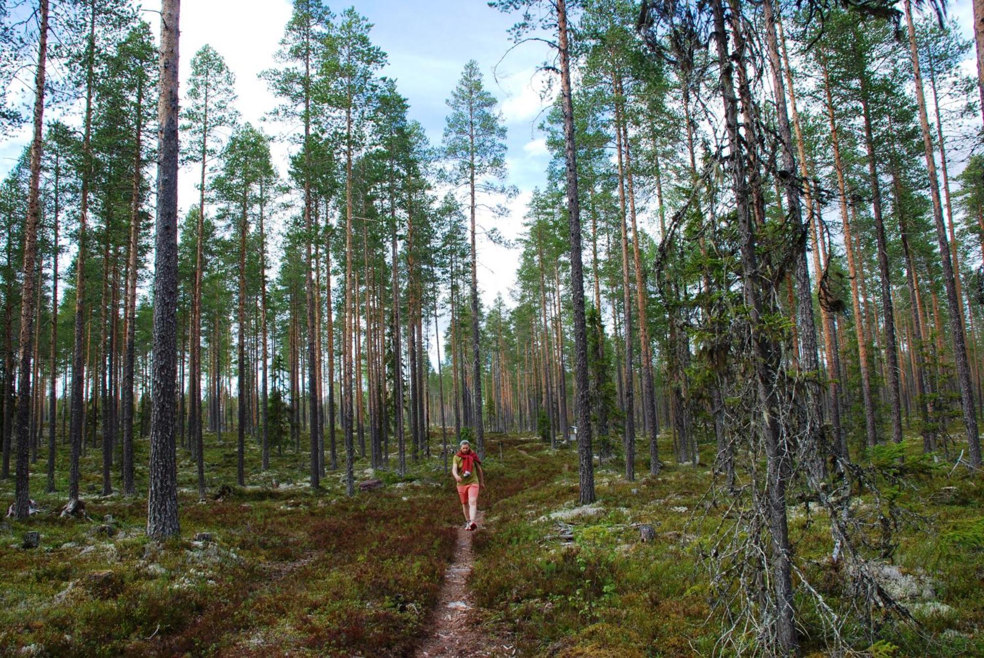 12 - Fulufjellets Nasjonalparker - Natur-, Dyre- Og Fugleopplevelser Ljordal Luaran gambar
