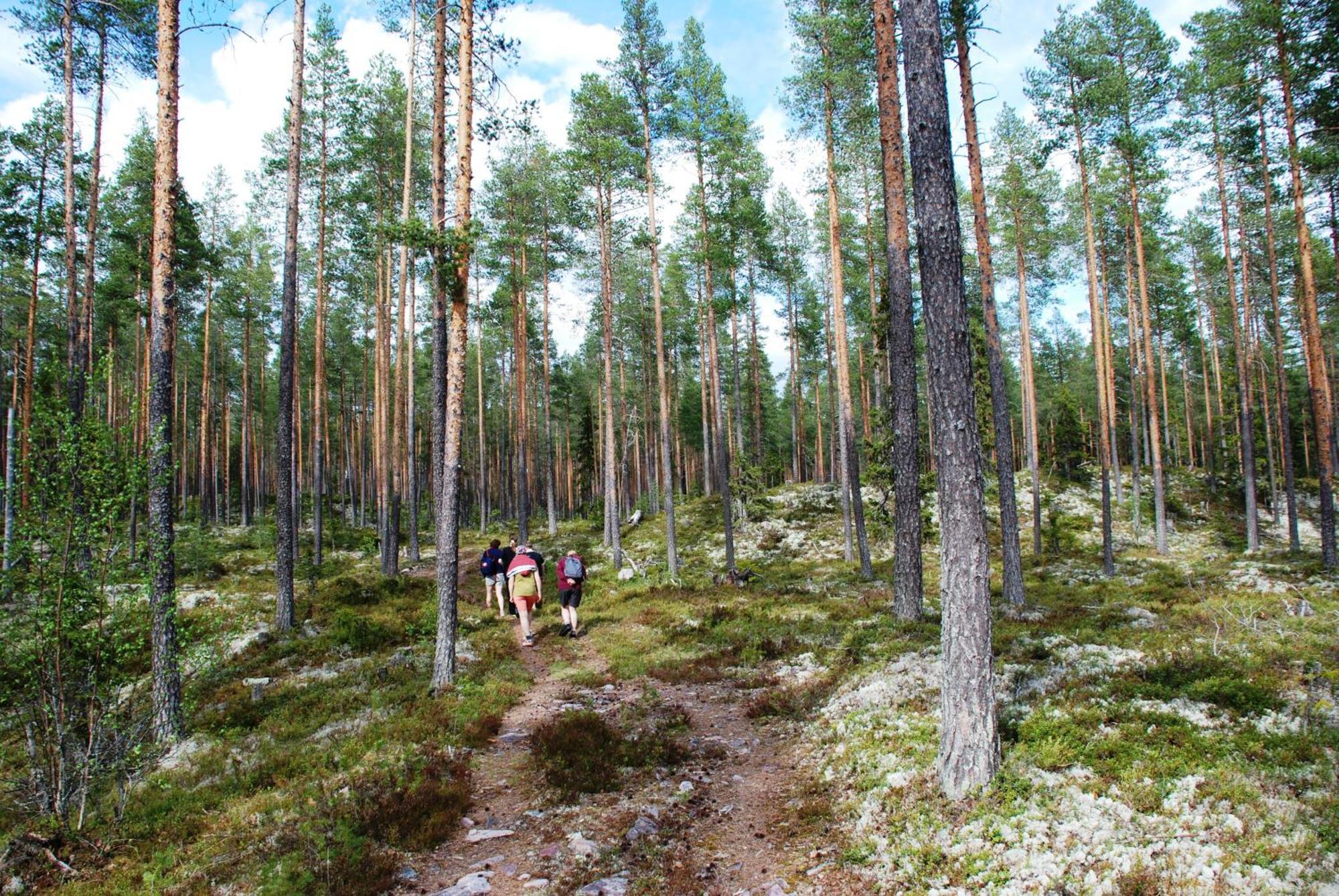 12 - Fulufjellets Nasjonalparker - Natur-, Dyre- Og Fugleopplevelser Ljordal Luaran gambar
