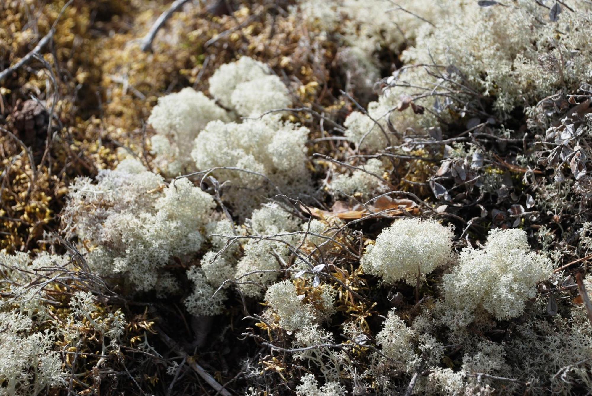 12 - Fulufjellets Nasjonalparker - Natur-, Dyre- Og Fugleopplevelser Ljordal Luaran gambar