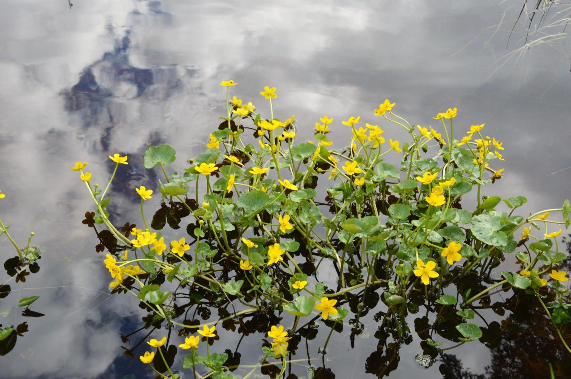 12 - Fulufjellets Nasjonalparker - Natur-, Dyre- Og Fugleopplevelser Ljordal Luaran gambar
