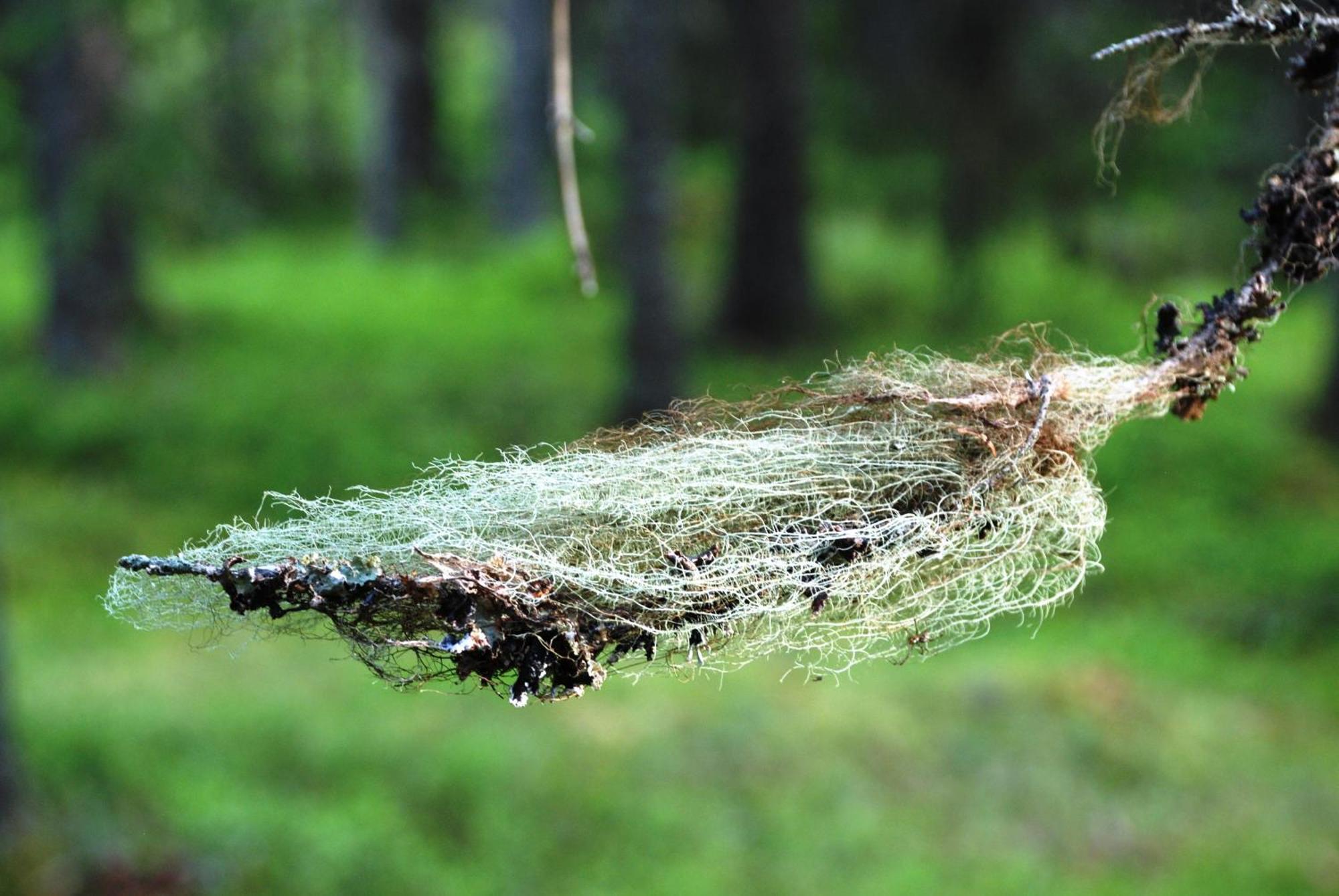 12 - Fulufjellets Nasjonalparker - Natur-, Dyre- Og Fugleopplevelser Ljordal Luaran gambar