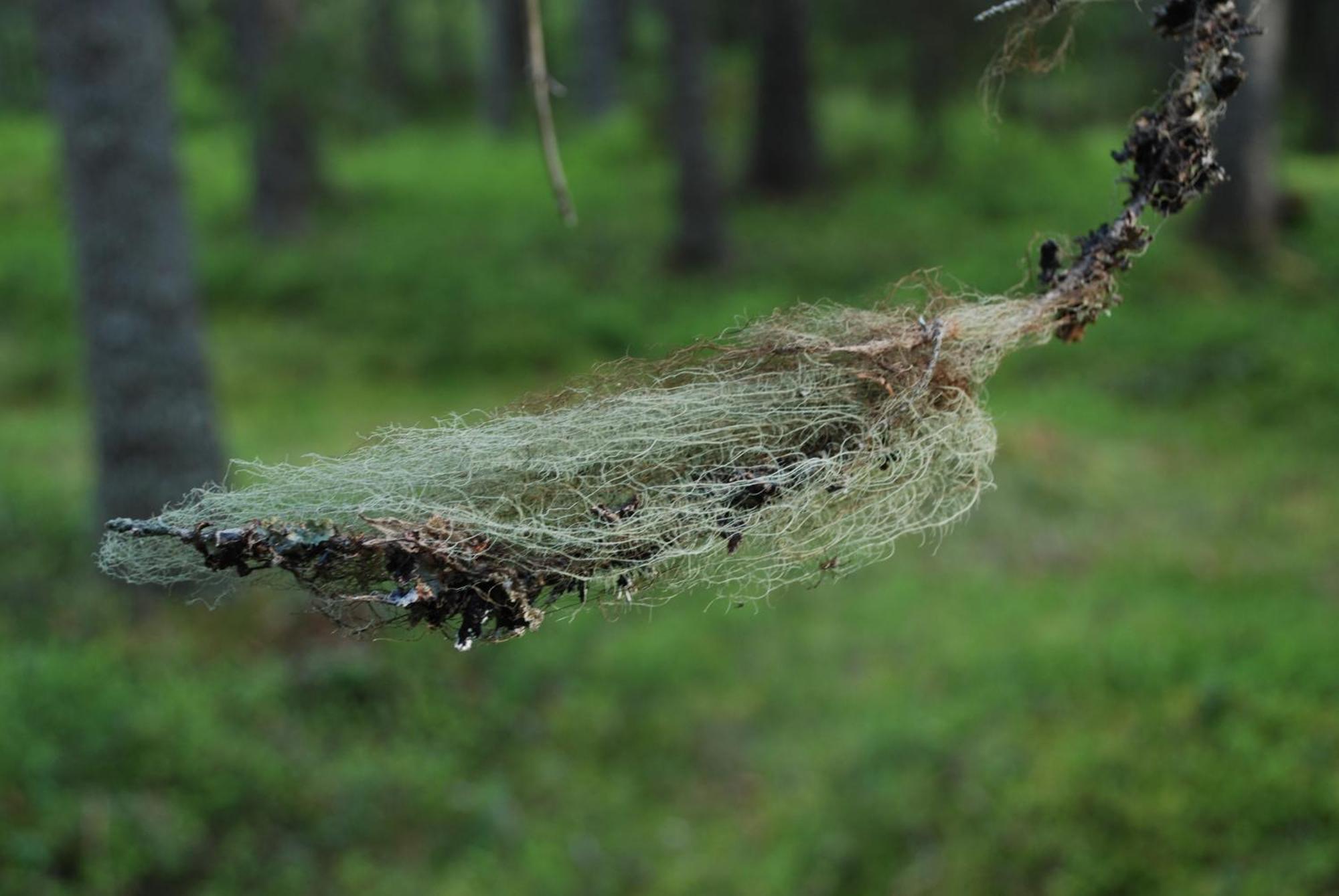 12 - Fulufjellets Nasjonalparker - Natur-, Dyre- Og Fugleopplevelser Ljordal Luaran gambar