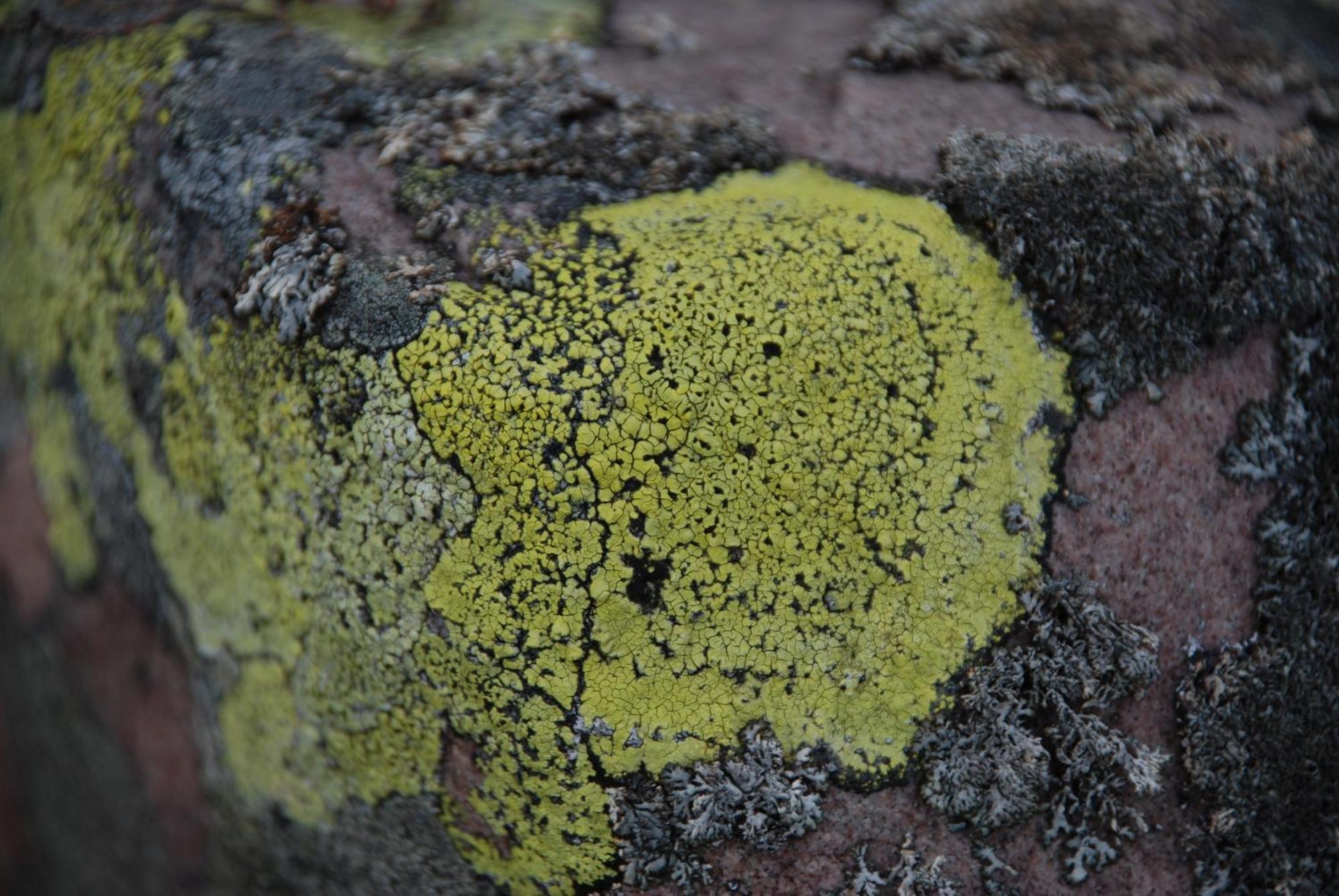 12 - Fulufjellets Nasjonalparker - Natur-, Dyre- Og Fugleopplevelser Ljordal Luaran gambar
